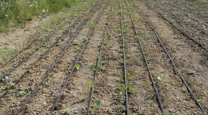 Agricultura pe înțelesul tuturor – Să ne purtăm prietenos cu natura, dar să ne protejăm și culturile