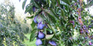 Livadă distrusă de excavatoarele CEO. Proprietarii umblă prin sălile de judecată după despăgubiri