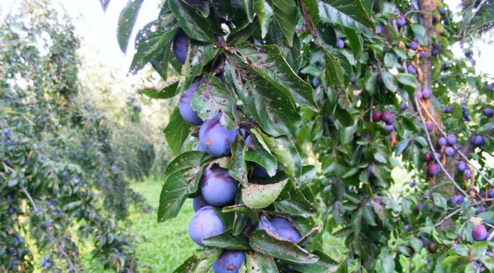 Livadă distrusă de excavatoarele CEO. Proprietarii umblă prin sălile de judecată după despăgubiri