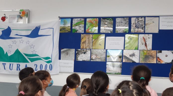 Gorj: Acțiuni de educație ecologică și plantări de arbori