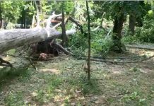 O femeie a ajuns la spital după ce i-a cazut o creangă în cap, în Parcul Central din Târgu Jiu