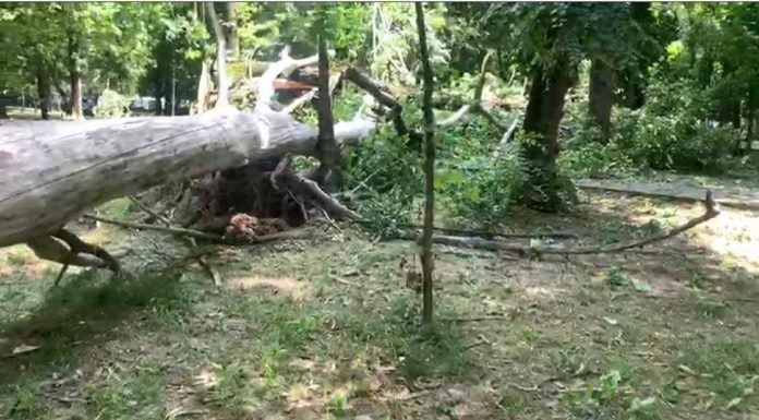 O femeie a ajuns la spital după ce i-a cazut o creangă în cap, în Parcul Central din Târgu Jiu