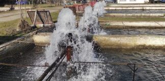 Hrană de o jumătate de milion de lei pentru păstrăvii de la Tismana