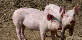 ANSVSA: Încă un focar de pestă porcină, depistat în Gorj