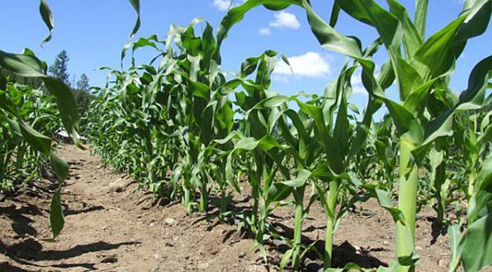 Agricultura pe înțelesul tuturor – Fertilizarea corectă a porumbului