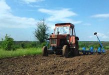 Agricultura pe înțelesul tuturor – Semănatul corect al porumbului
