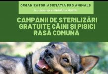 Motru: Campanie de sterilizare gratuită a câinilor şi pisicilor
