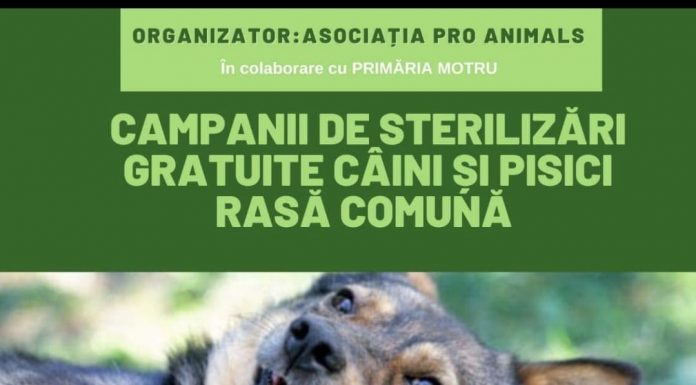 Motru: Campanie de sterilizare gratuită a câinilor şi pisicilor