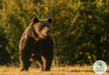 Împuşcarea ursului Arthur, în presa internaţională