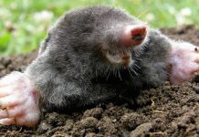 Agricultura pe înțelesul tuturor – Să nu ucidem cârtița