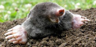 Agricultura pe înțelesul tuturor – Să nu ucidem cârtița