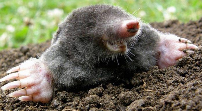 Agricultura pe înțelesul tuturor – Să nu ucidem cârtița