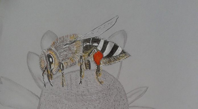 Povestiri din grădină – Albinuța culegătoare