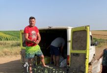 Castraveți aruncați cu tonele pentru că nu au putut fi vânduți cu zero lei!