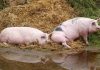 Sprijin financiar pentru crescătorii de porci și bovine