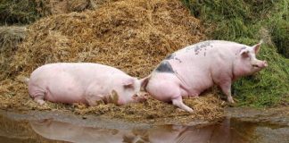 Gorjul mai are doar 10 focare active de pestă porcină