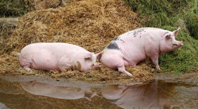 Circa 500 de focare de pestă porcină