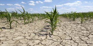Agricultura pe înțelesul tuturor – Este vară secetoasă – Cum să ne protejăm culturile de câmp