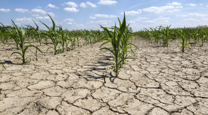 Bani europeni pentru daunele produse de secetă