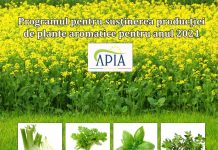 APIA: 30 iunie, termen pentru înscrierea în programul de ajutor de minimis pentru producția de plante aromatice