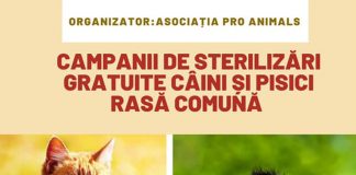 O nouă campanie de sterilizare gratuită a patrupedelor, la Târgu-Jiu