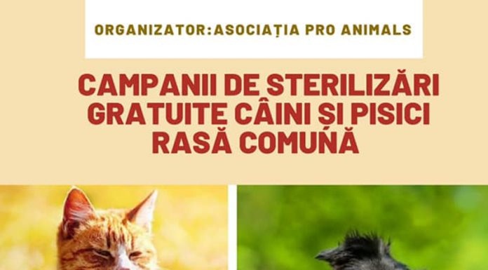 O nouă campanie de sterilizare gratuită a patrupedelor, la Târgu-Jiu