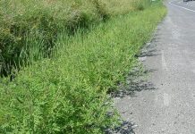 Agricultura pe înțelesul tuturor – AMBROZIA, buruiana care a speriat Europa