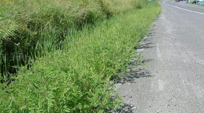 Agricultura pe înțelesul tuturor – AMBROZIA, buruiana care a speriat Europa