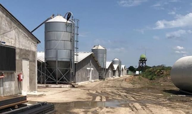 Amendă de 100.000 de lei pentru ferma de păsări din Brănești