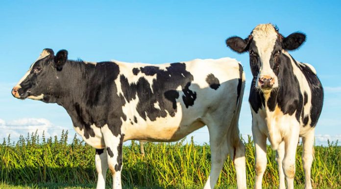 Până pe 9 august – APIA primește cereri de solicitare a ajutorului de stat pentru susținerea activității crescătorilor din sectorul bovin