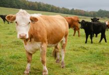 S-a prelungit schema de ajutor de stat în sectorul creșterii animalelor!