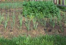 Agricultura pe înțelesul tuturor – Este vară secetoasă – Cum să ne protejăm culturile de legume