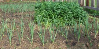 Agricultura pe înțelesul tuturor – Este vară secetoasă – Cum să ne protejăm culturile de legume