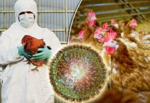Alertă! Primul caz de gripă aviară la om!
