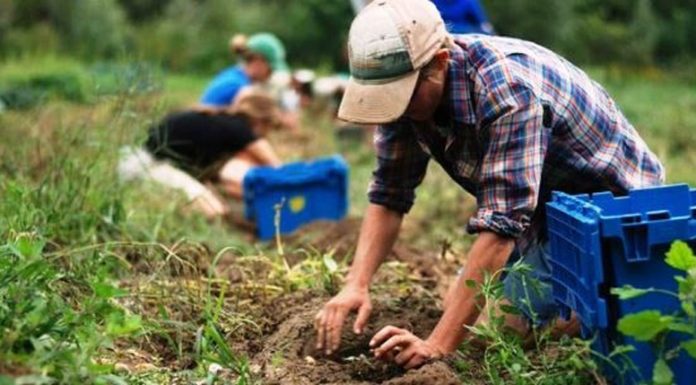 Cresc salariile în agricultură
