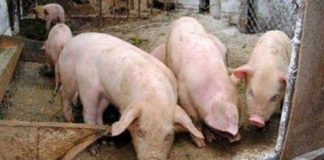 ANSVSA: Gorjul nu mai are activ niciun focar de pestă porcină africană