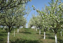 Agricultura pe înțelesul tuturor – Să înierbăm viile, pomii și arbuștii fructiferi