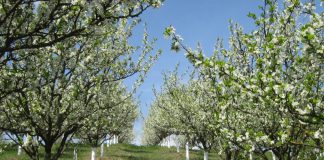 Agricultura pe înțelesul tuturor – Să înierbăm viile, pomii și arbuștii fructiferi