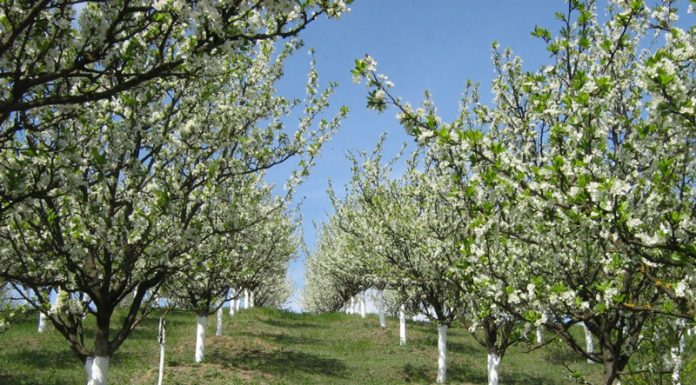 Agricultura pe înțelesul tuturor – Să înierbăm viile, pomii și arbuștii fructiferi