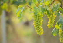 APIA: O nouă formă de sprijin acordată producătorilor din sectorul viniviticol