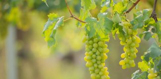 APIA: O nouă formă de sprijin acordată producătorilor din sectorul viniviticol