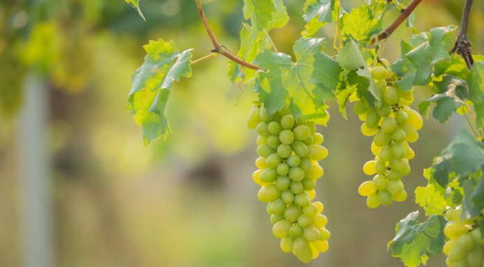 APIA: O nouă formă de sprijin acordată producătorilor din sectorul viniviticol