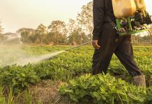 Agricultura pe înțelesul tuturor – Protecția fitosanitară a legumelor