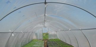 20 iulie, termen pentru depunerea la APIA a cererilor de înscriere în Programul pentru susținerea producției de legume în spații protejate
