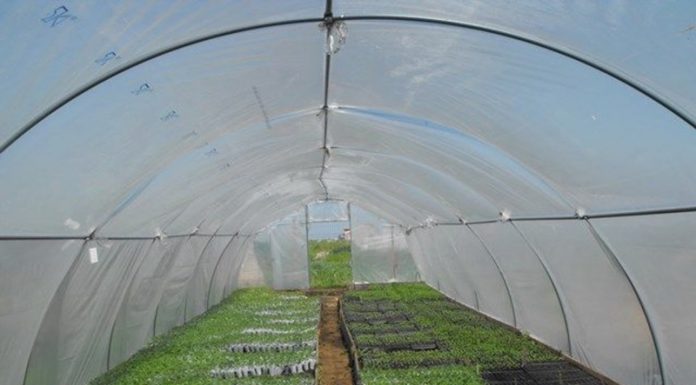 20 iulie, termen pentru depunerea la APIA a cererilor de înscriere în Programul pentru susținerea producției de legume în spații protejate