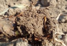 Agricultura pe înțelesul tuturor – O problemă serioasă – viermii sârmă