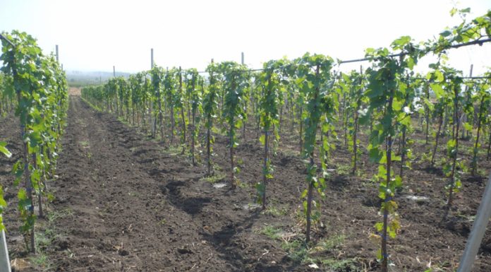 Guvernul a adoptat noi măsuri de sprijin pentru sectorul vitivinicol