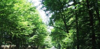 Estivale – Sub poale de Vâlcan