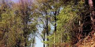 ODATĂ CU LUNA LUI CUPTOR – Pe Dâlma Cucutelor, spre bordul Dobriţei