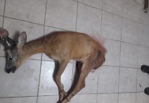 Dosar penal pentru un tânăr din Leurda, ai cărui câini au mușcat până la moarte un căprior